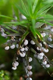 Attēlu rezultāti vaicājumam “Didymium melanospermum macro”