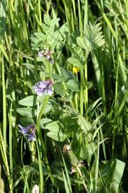 Attēlu rezultāti vaicājumam “Vicia sepium leaf”