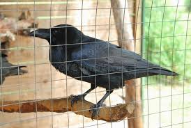 Attēlu rezultāti vaicājumam “Corvus corax adult”