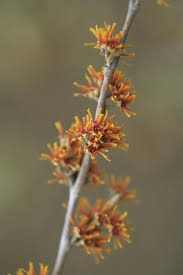 Attēlu rezultāti vaicājumam “Hamamelis vernalis flower”