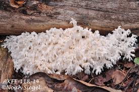 Attēlu rezultāti vaicājumam “Hericium coralloides”