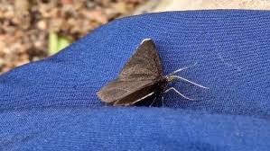 Attēlu rezultāti vaicājumam “Odezia atrata”