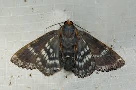 Attēlu rezultāti vaicājumam “Arctophila superbiens”