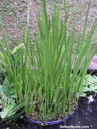 Attēlu rezultāti vaicājumam “Acorus calamus leaf”