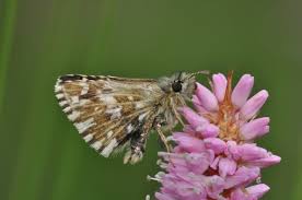Attēlu rezultāti vaicājumam “Pyrgus serratulae underside”