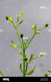 Attēlu rezultāti vaicājumam “Ranunculus sceleratus fruit”