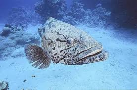 Image result for Epinephelus tukula