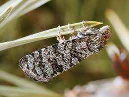 Attēlu rezultāti vaicājumam “Retinia resinella”