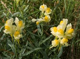 Image result for Linaria vulgaris