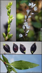 Attēlu rezultāti vaicājumam “Persicaria hydropiper”