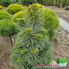 Attēlu rezultāti vaicājumam “Pinus sylvestris var. borussica”