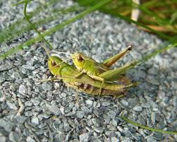 Attēlu rezultāti vaicājumam “Chortippus sp.”