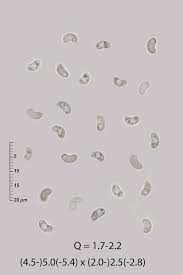 Attēlu rezultāti vaicājumam “Ceriporia viridans”