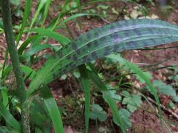 Attēlu rezultāti vaicājumam “Dactylorhiza fuchsii leaf”