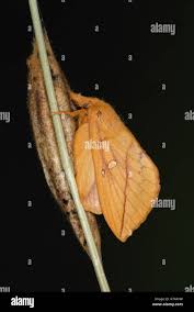 Attēlu rezultāti vaicājumam “Euthrix potatoria cocoon”