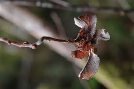 Attēlu rezultāti vaicājumam “Rhabdophaga rosaria”