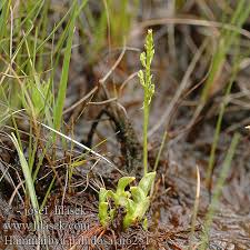Attēlu rezultāti vaicājumam “Hammarbya paludosa leaf”