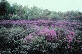 Attēlu rezultāti vaicājumam “Rhododendron canadense”