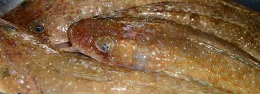 Image result for Platycephalus richardsoni