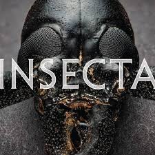 Attēlu rezultāti vaicājumam “Insecta”