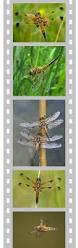 Attēlu rezultāti vaicājumam “Libellula quadrimaculata exuvia”