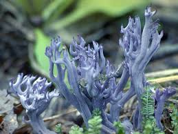 Attēlu rezultāti vaicājumam “Clavulina amethystina”