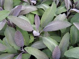 Image result for Salbei