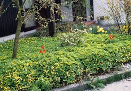 Attēlu rezultāti vaicājumam “Waldsteinia geoides flower”