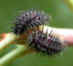 Attēlu rezultāti vaicājumam “Chilocorus renipustulatus”