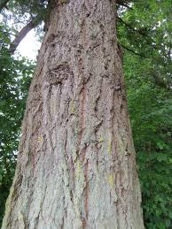 Attēlu rezultāti vaicājumam “Pseudotsuga menziesii”