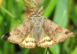 Attēlu rezultāti vaicājumam “Euclidia glyphica”