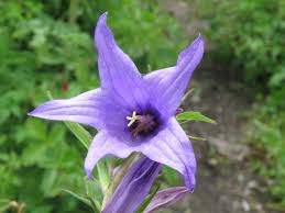Attēlu rezultāti vaicājumam “Campanula latifolia flower”