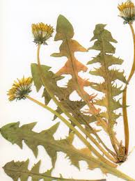 Attēlu rezultāti vaicājumam “Taraxacum suecicum leaf”