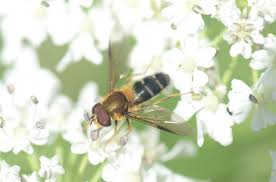 Attēlu rezultāti vaicājumam “Leucozona glaucia”