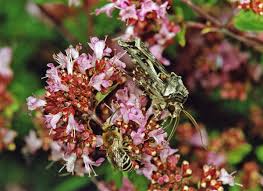 Attēlu rezultāti vaicājumam “Agrotis vestigialis”