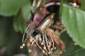 Attēlu rezultāti vaicājumam “Adela cuprella”