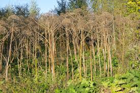 Attēlu rezultāti vaicājumam “Heracleum sosnowskyi leaf”