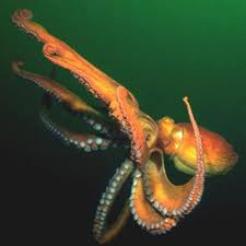 Image result for Enteroctopus dofleini