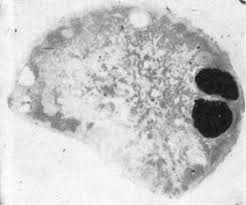 Image result for Leucoraja erinaceus