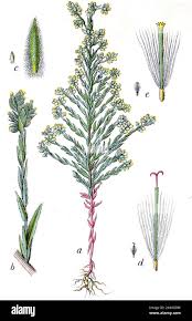 Attēlu rezultāti vaicājumam “Filago arvensis”