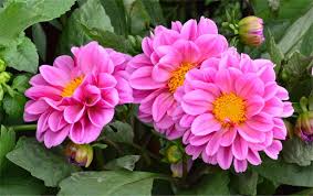 Image result for Dahlia x pinnata `Pompon Lilliput`