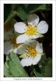 Attēlu rezultāti vaicājumam “Fragaria vesca flower”