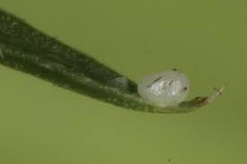 Attēlu rezultāti vaicājumam “Catarhoe rubidata”