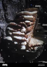 Attēlu rezultāti vaicājumam “Climacodon septentrionalis”