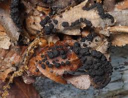 Attēlu rezultāti vaicājumam “Physarum confertum macro”