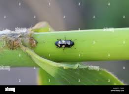 Attēlu rezultāti vaicājumam “Glischrochilus quadripunctatus imago”