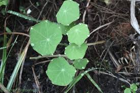 Attēlu rezultāti vaicājumam “Tropaeolum majus leaf”