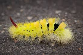 Attēlu rezultāti vaicājumam “Calliteara pudibunda”