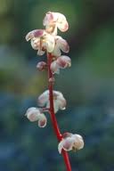 Attēlu rezultāti vaicājumam “Pyrola minor fruit”