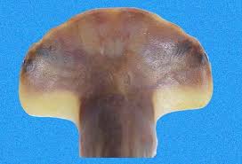 Image result for Sphyrna corona